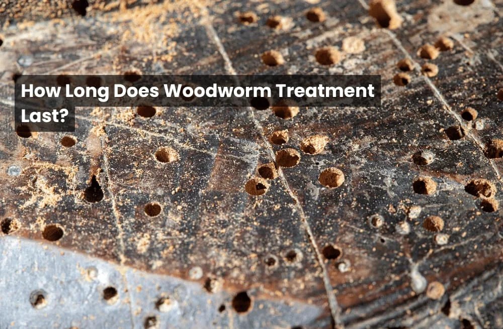 How Long Does Woodworm Treatment Last? Damp 2 Dry Solutions