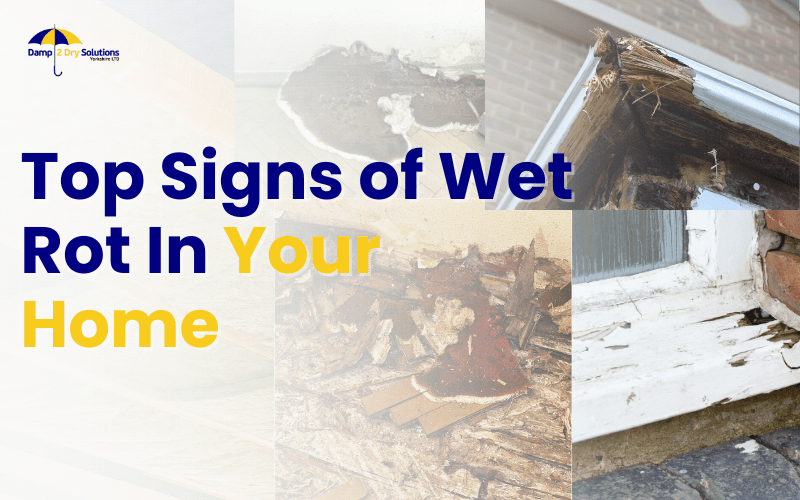 Top Signs of Wet Rot in Your Home + How to Treat it?
