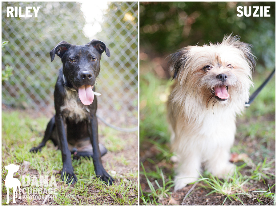  charleston animal society adoptables Dana Cubbage Pet