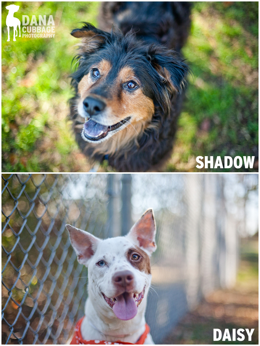  charleston animal society adoptables Dana Cubbage Pet