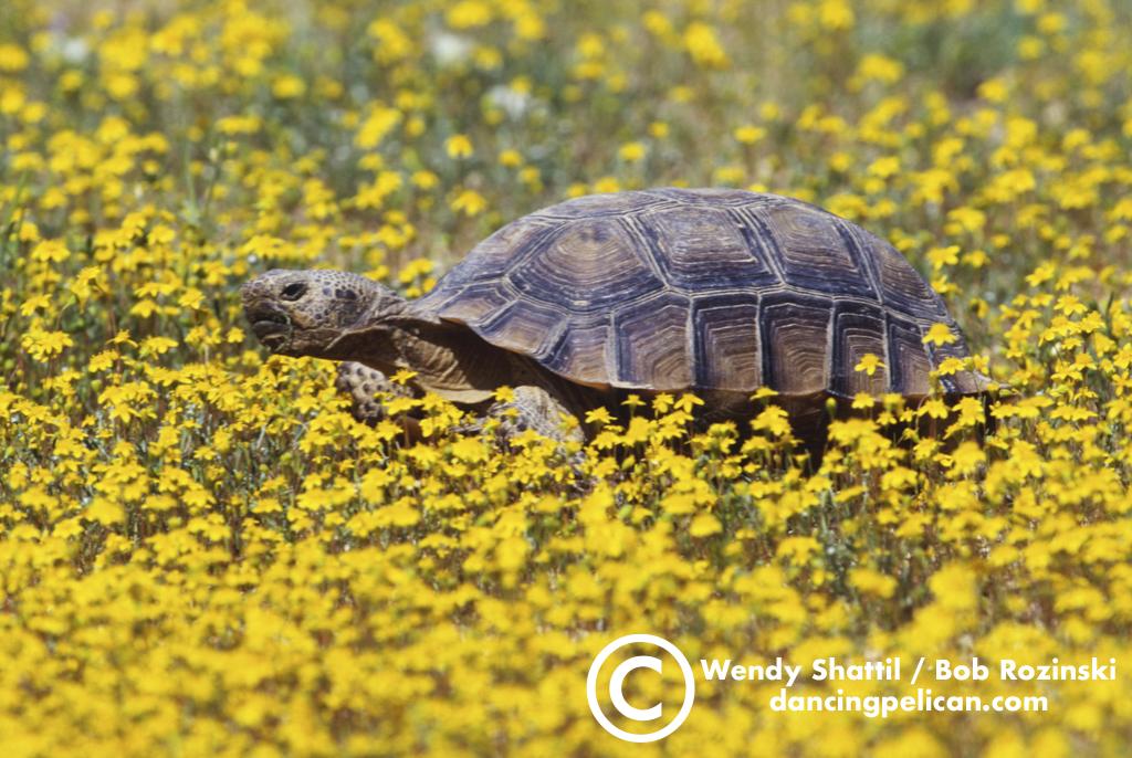 Tortoises / Turtles Shattil/Rozinski Photography
