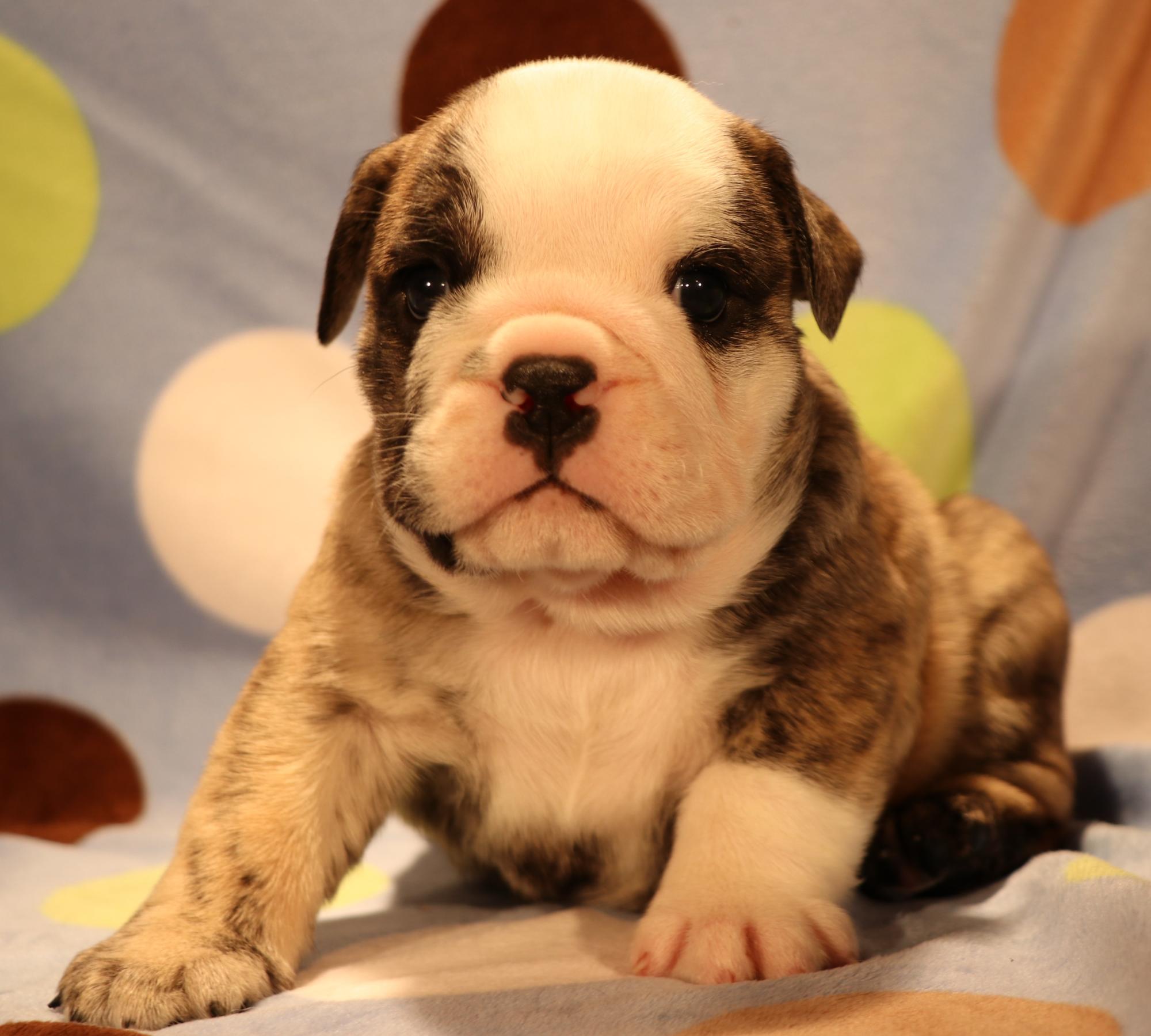CO English Bulldog puppies for sale
