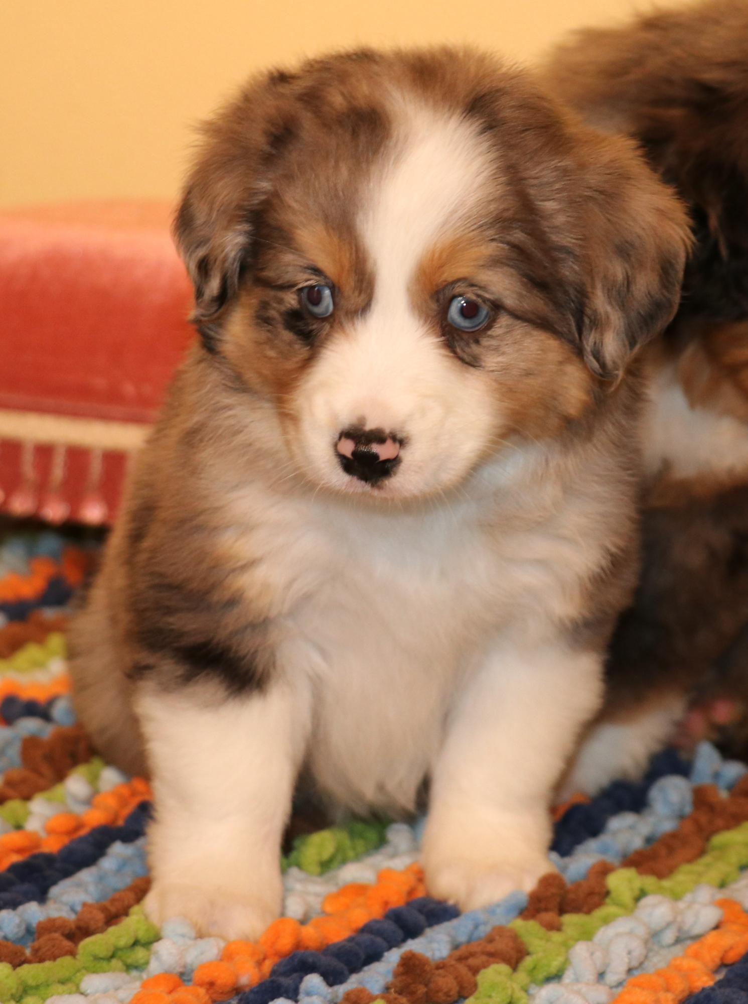 Toy Australian Shepherd puppies for sale in CO, Toy Aussie