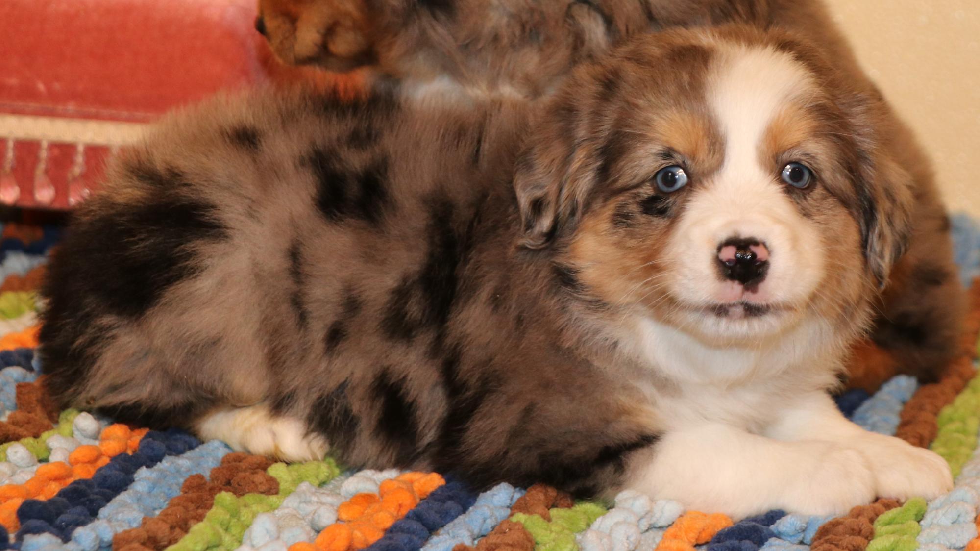 Australian Shepherd Puppies Nc For Sale / Australian Shepherd Puppies
