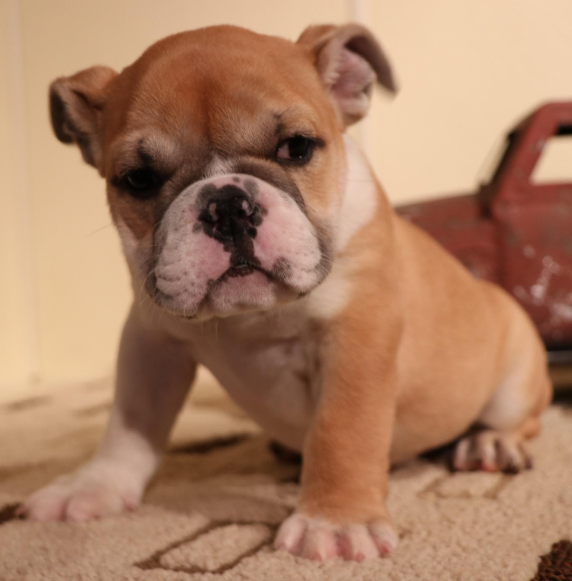 CO English Bulldog puppies for sale