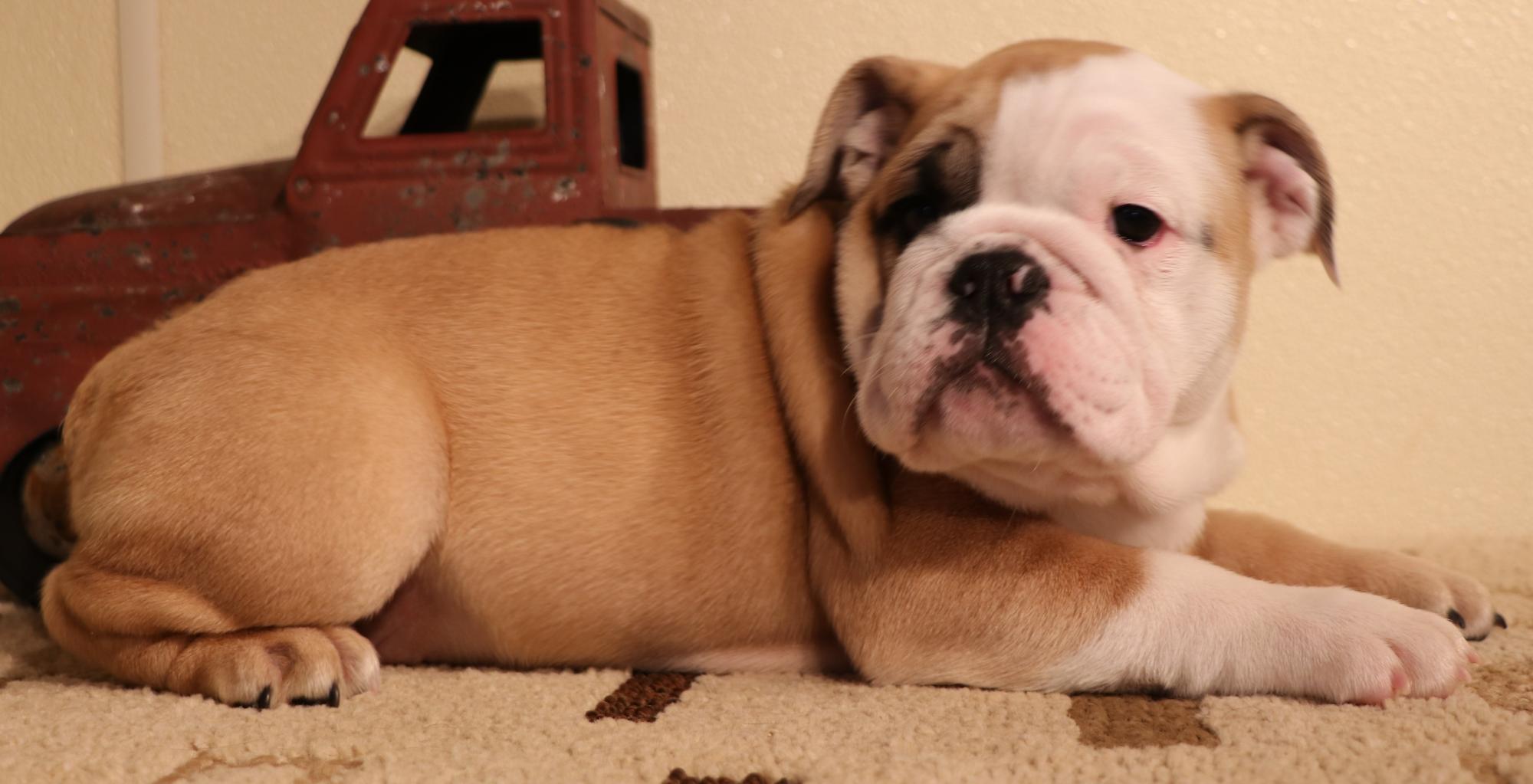 CO English Bulldog puppies for sale
