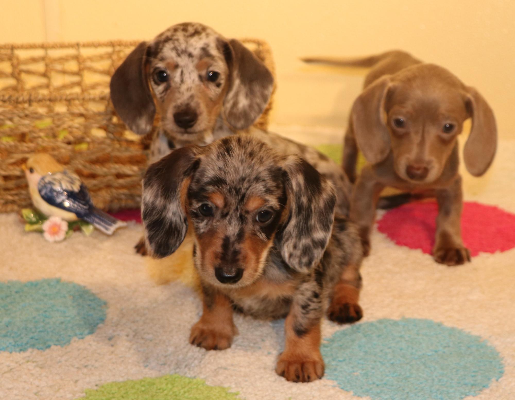 Miniature Dachshund puppies for sale in Austin, CO