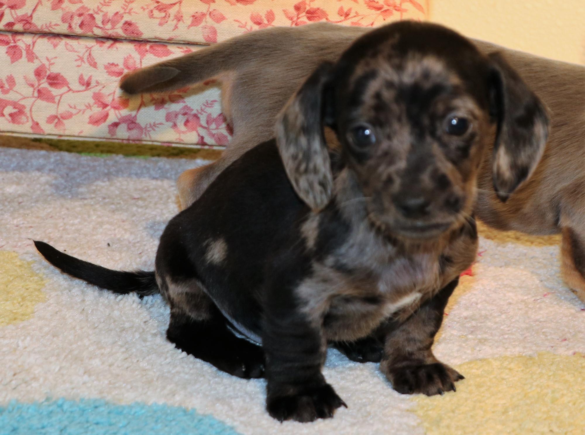 Miniature Dachshund puppies for sale in Austin, CO