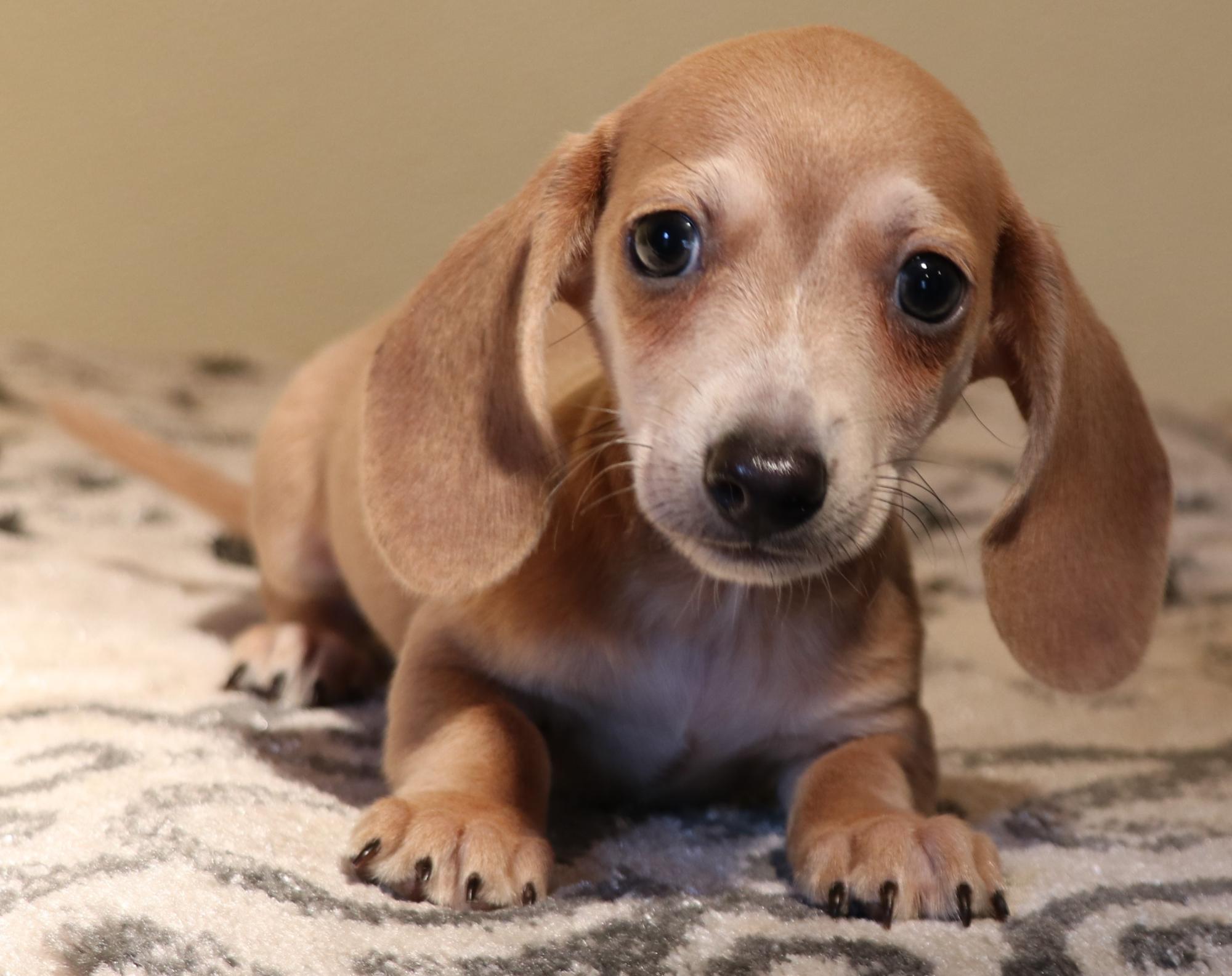 Miniature Dachshund puppies for sale in Austin, CO