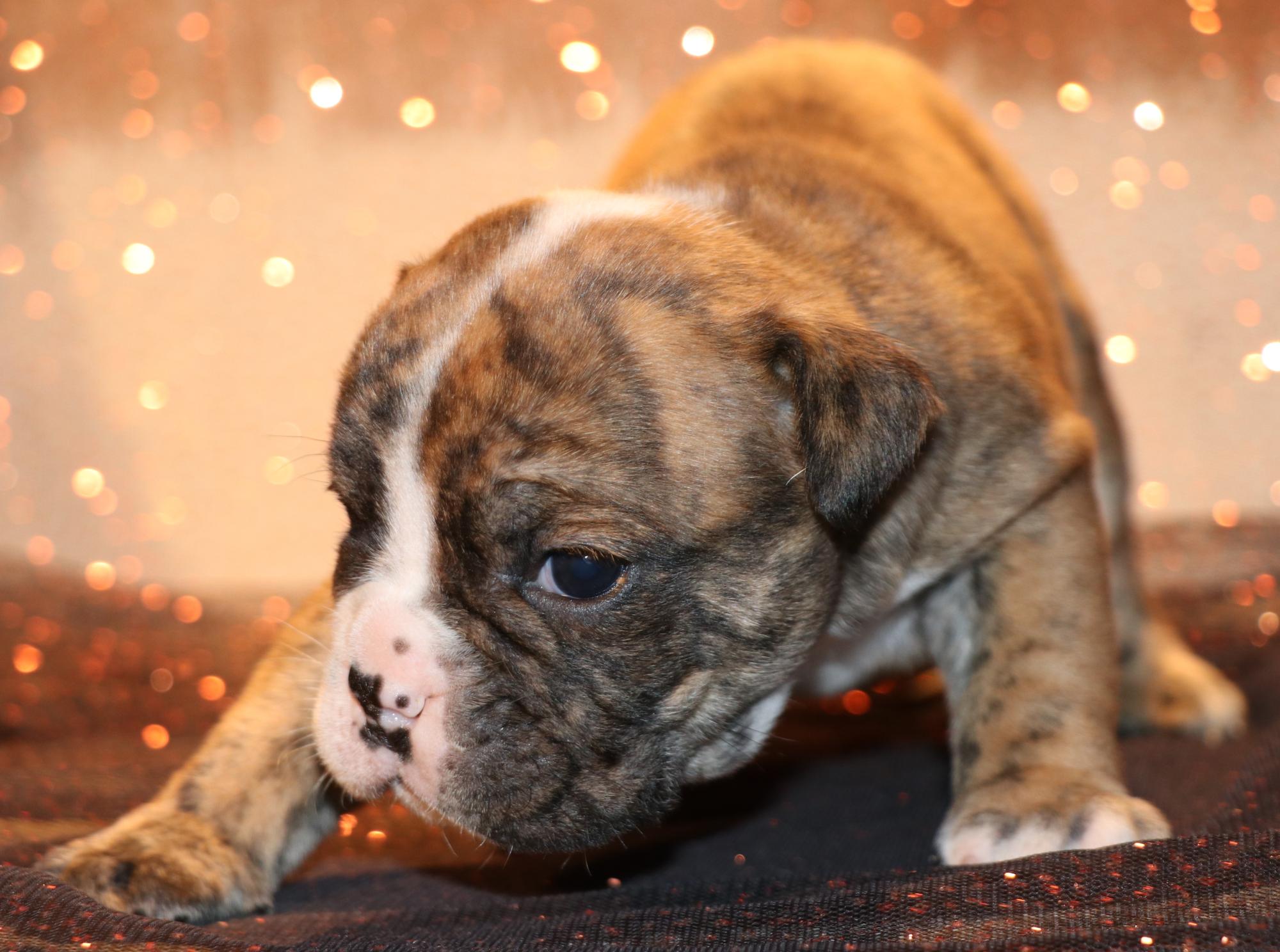 CO English Bulldog puppies for sale