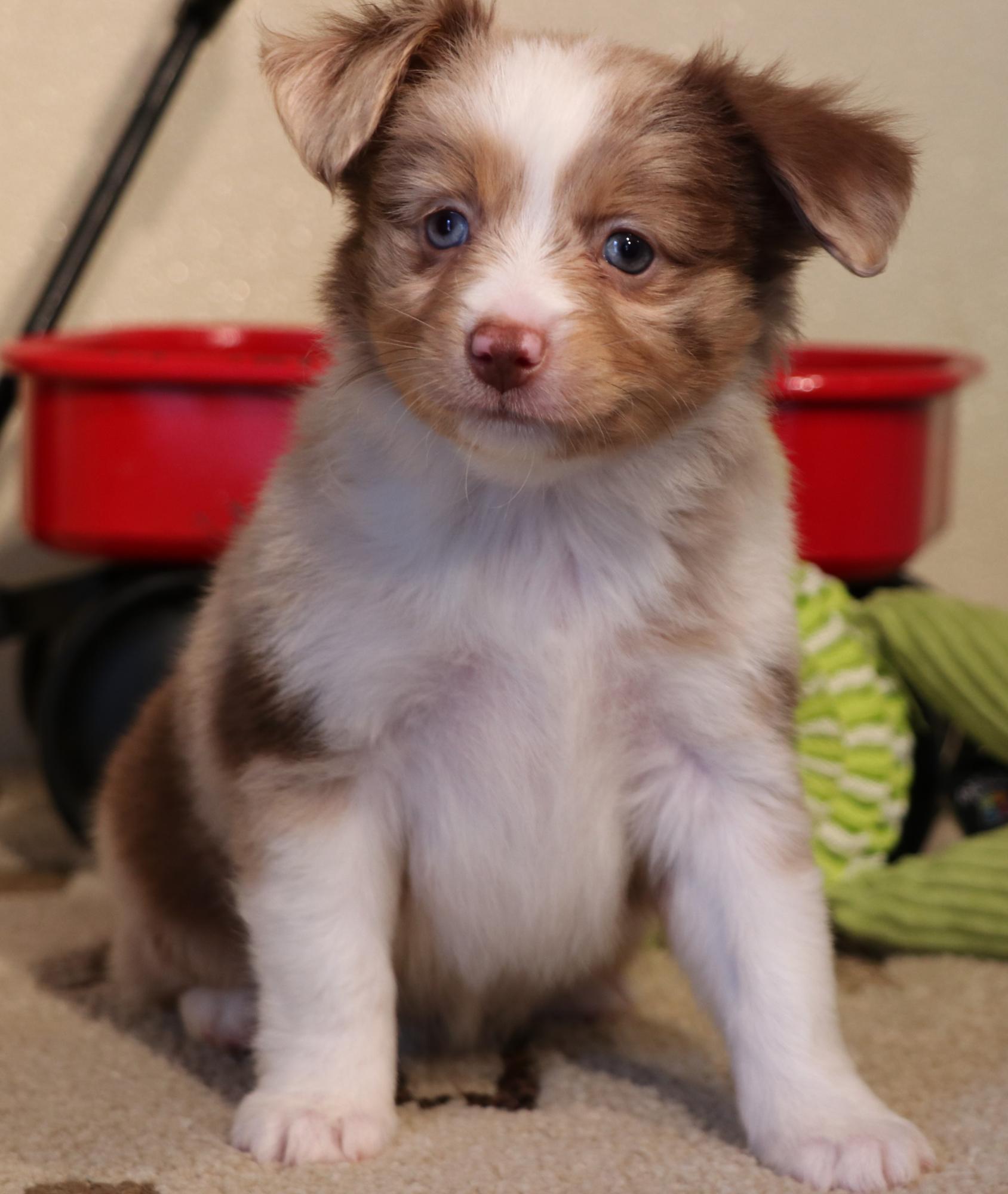 Toy Australian Shepherd puppies for sale in CO, Toy Aussie puppies in CO,