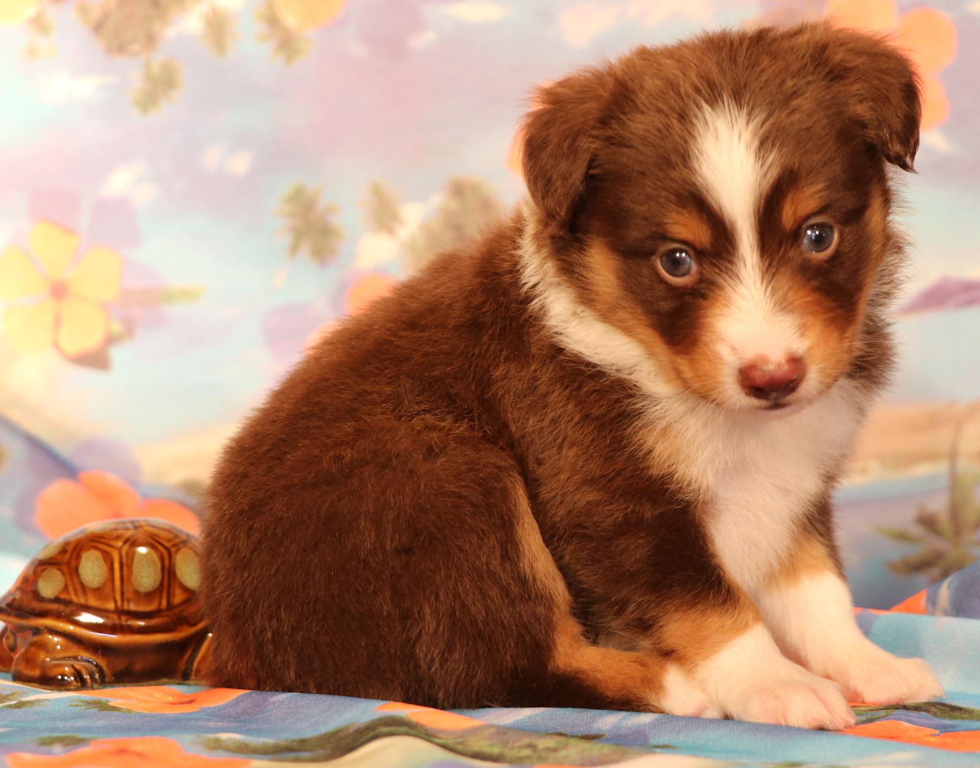 Toy Australian Shepherd puppies for sale in CO, Toy Aussie puppies in CO,