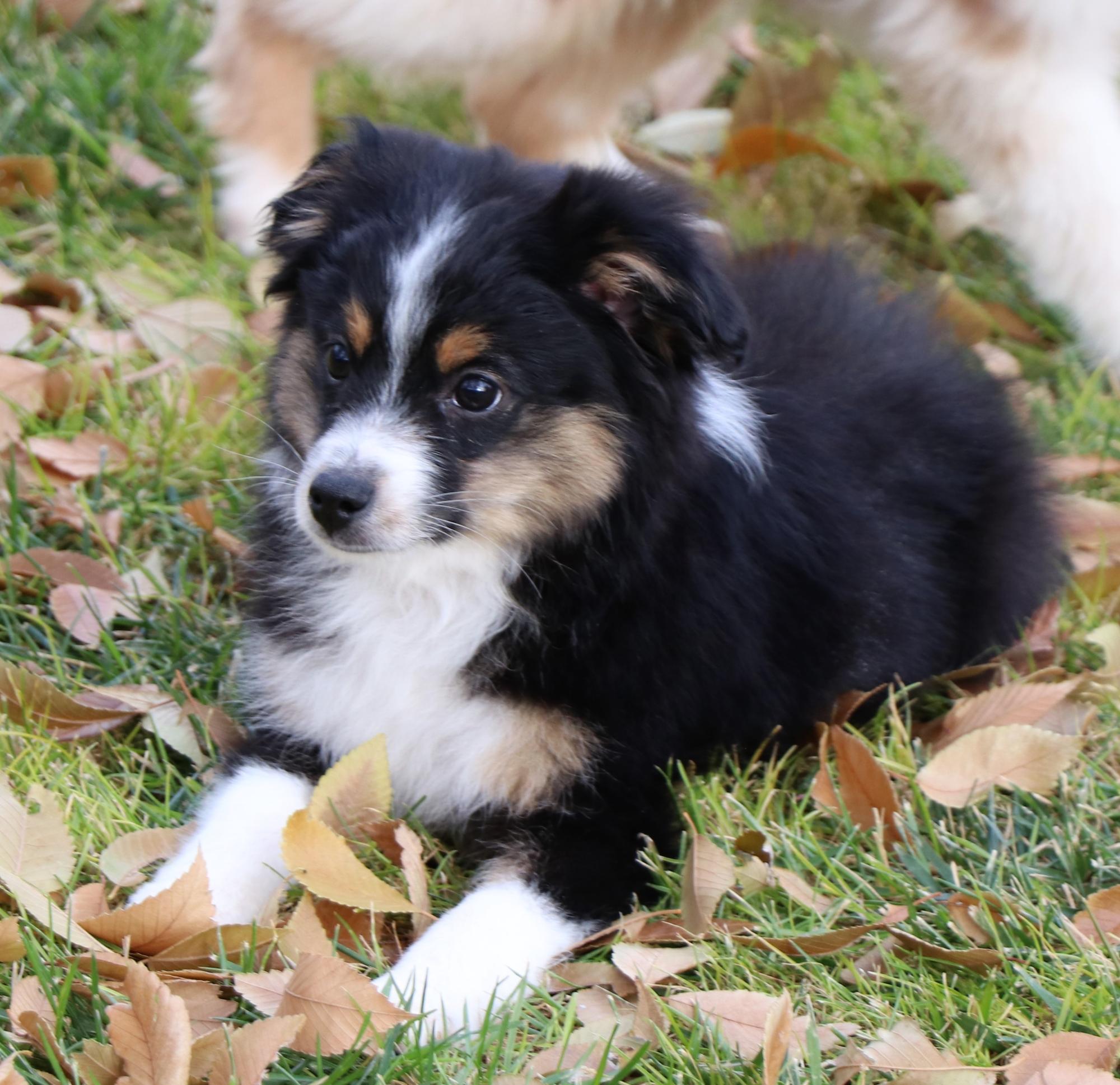 Toy Australian Shepherd puppies for sale in CO, Toy Aussie puppies in CO,