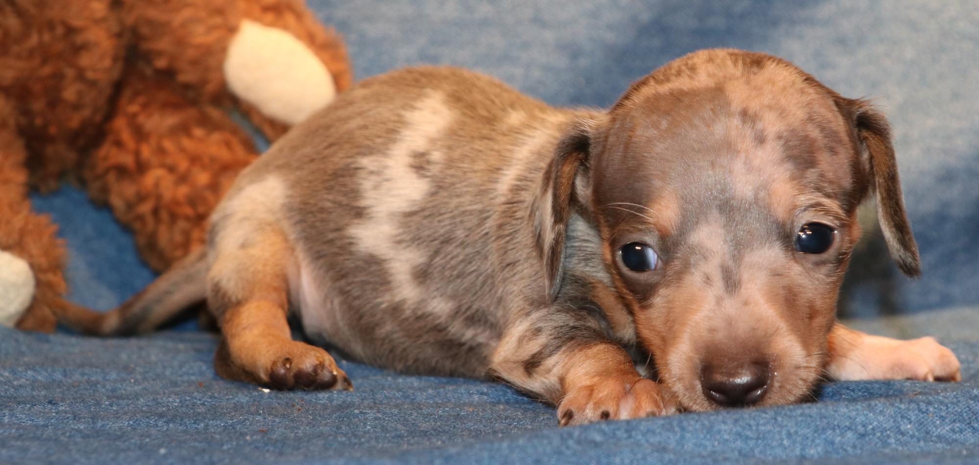 Miniature Dachshund puppies for sale in Austin, CO