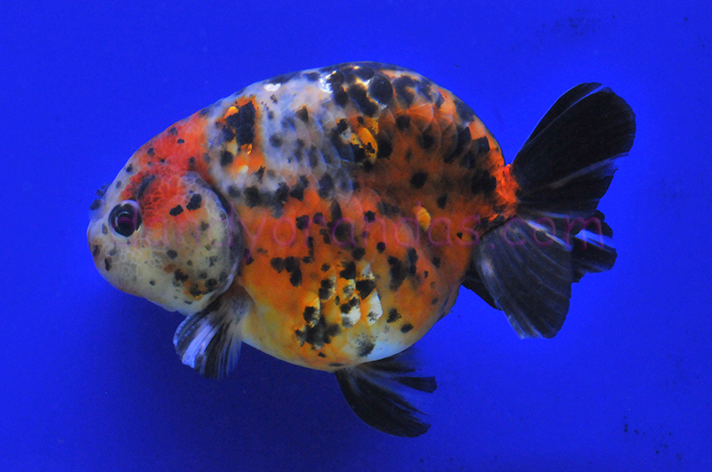 Calico Ranchu »