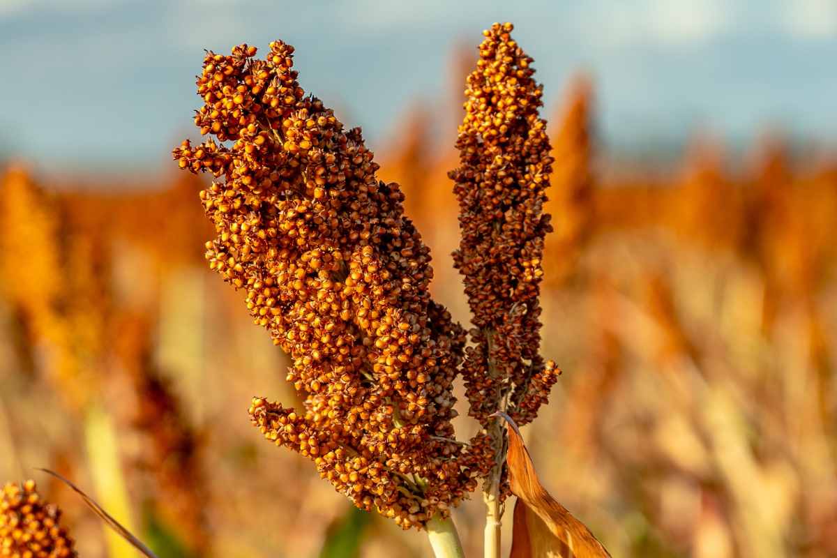 Harnessing the power of climate smart crops