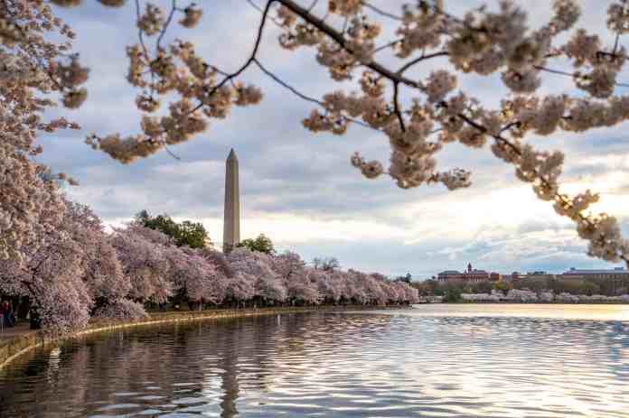 How to Enjoy a Cherry Blossom Trip to Washington, DC in 2023