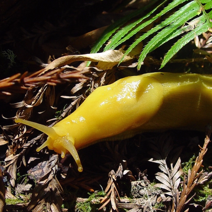 Banana Slug Digestive System