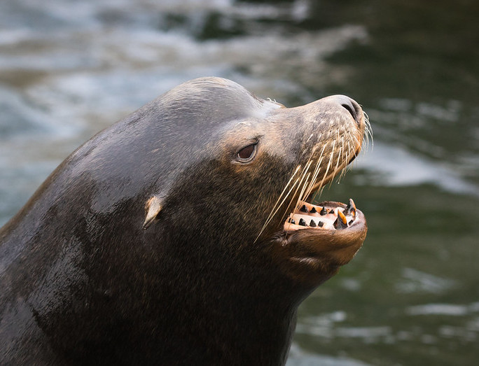 Adult male Sea Lions are easy to spot by their pronounced sagittal