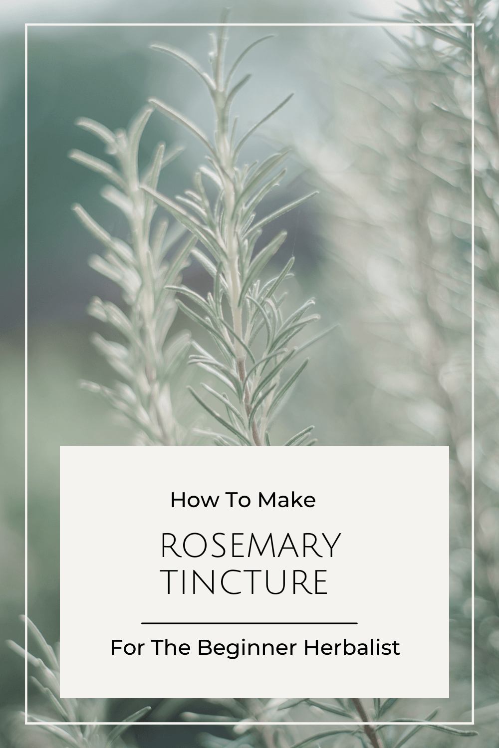 How To Make Rosemary Tincture A Natural Remedy For Headaches