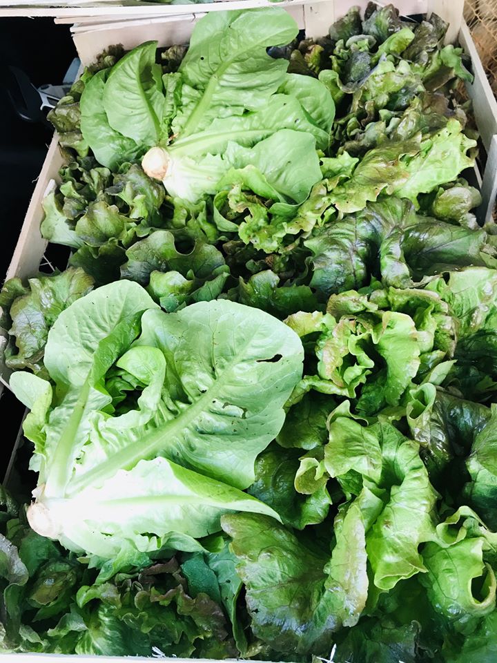 Petite Salade batavia Les idées sont dans la Grange