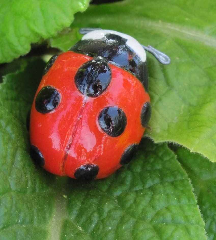 It’s True! The NineSpotted Lady Bug is Still Not Extinct Dan’s Papers