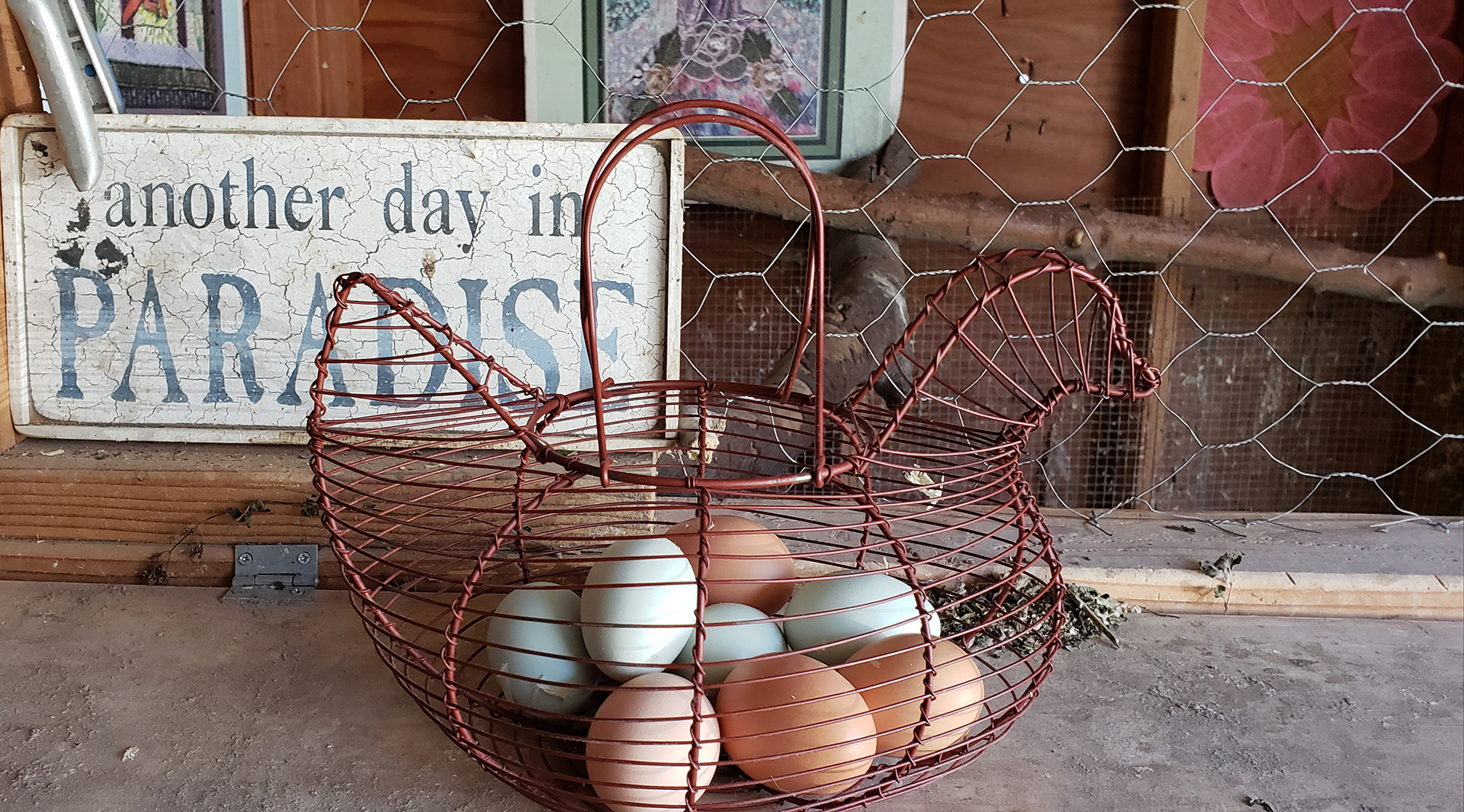 Homesteading Series Chicken Love Dan’s Papers