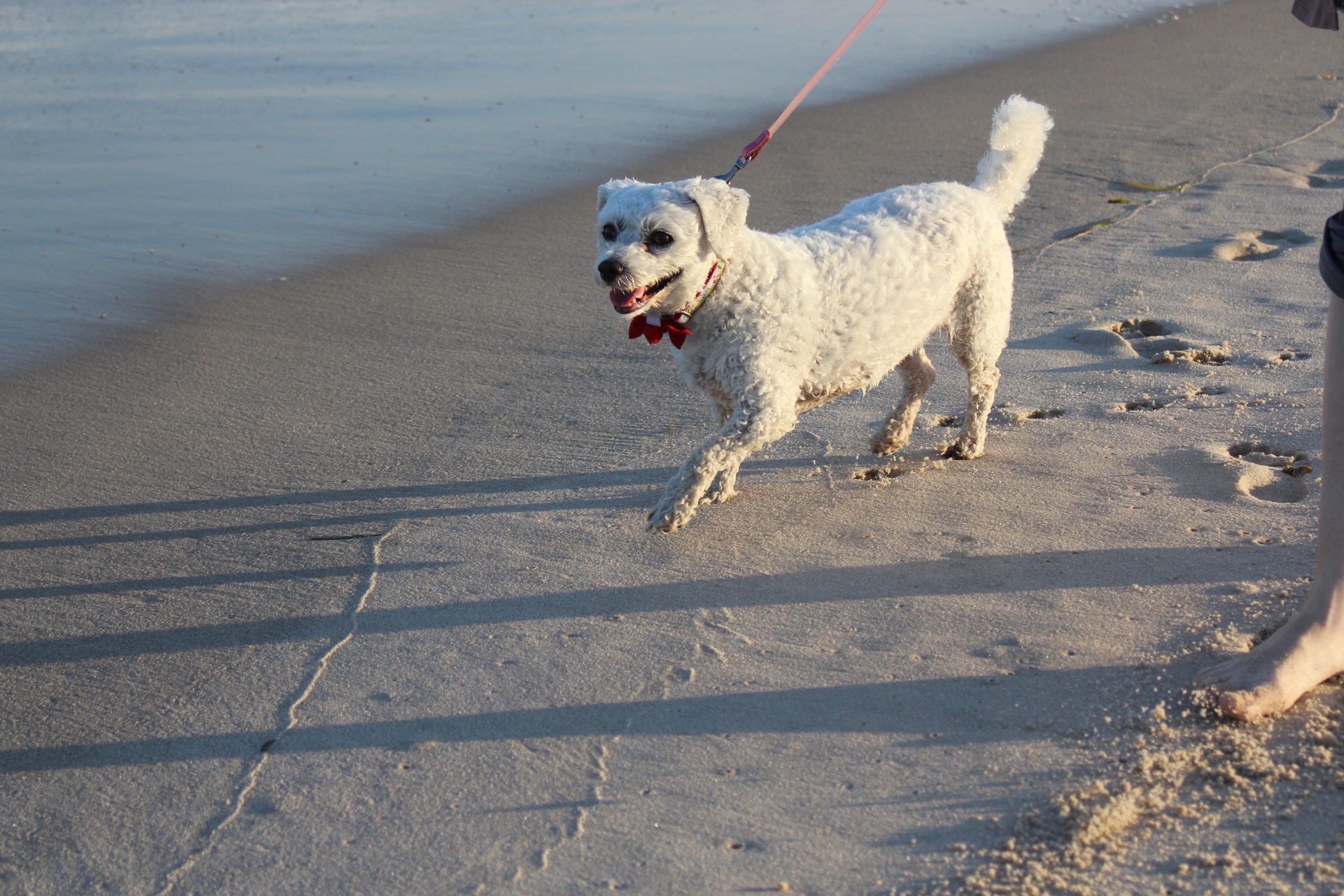 Fun with Furry Friends 5 East End Dog Parks & Beach Rules