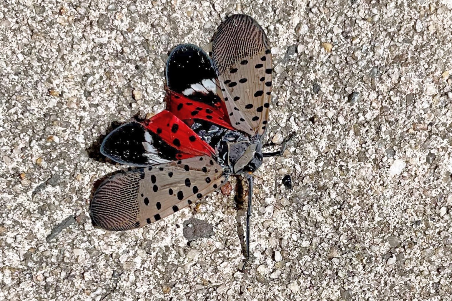 Public Must Kill Lanternflies Before They Reach Wine Country