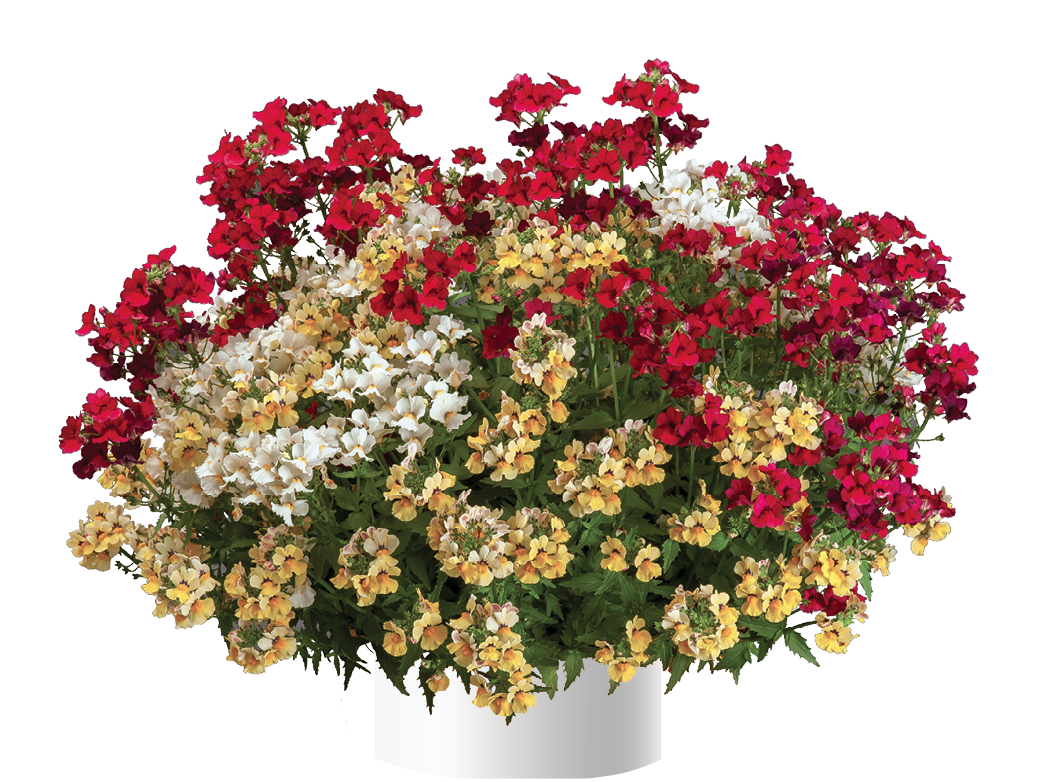 Nesia™ Snow Angel Danziger