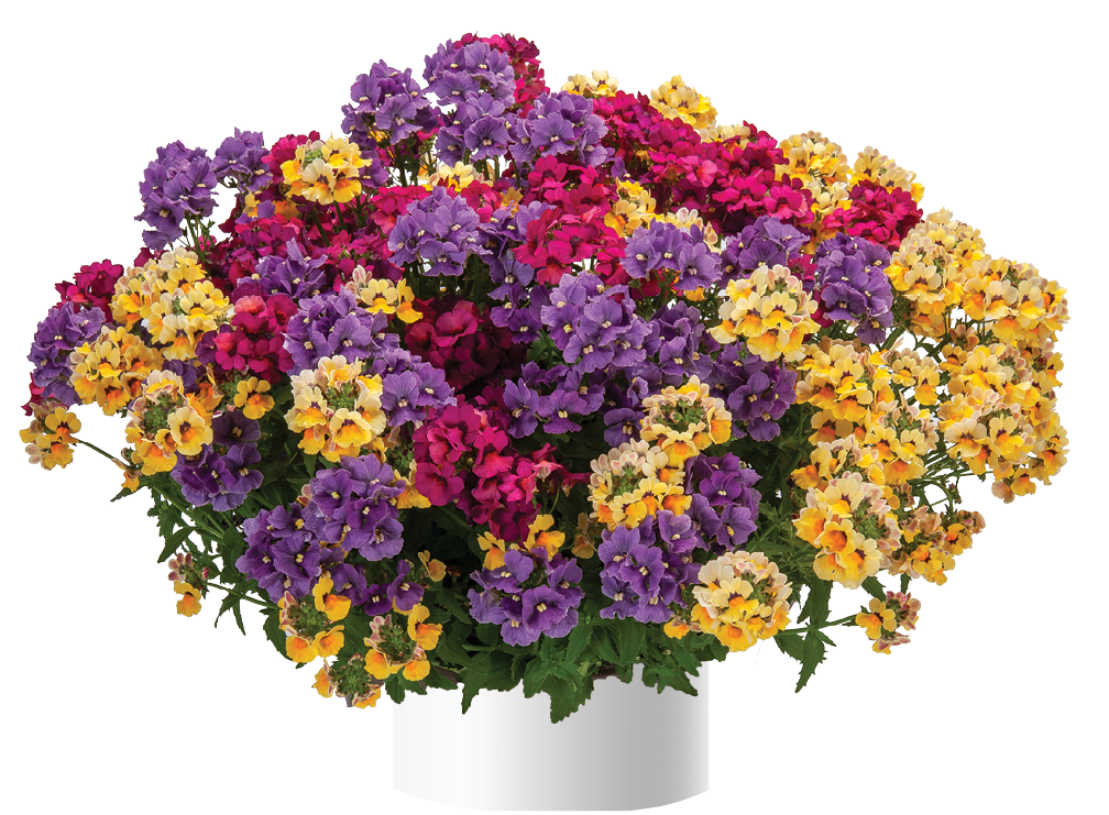 Nesia™ Magenta Danziger