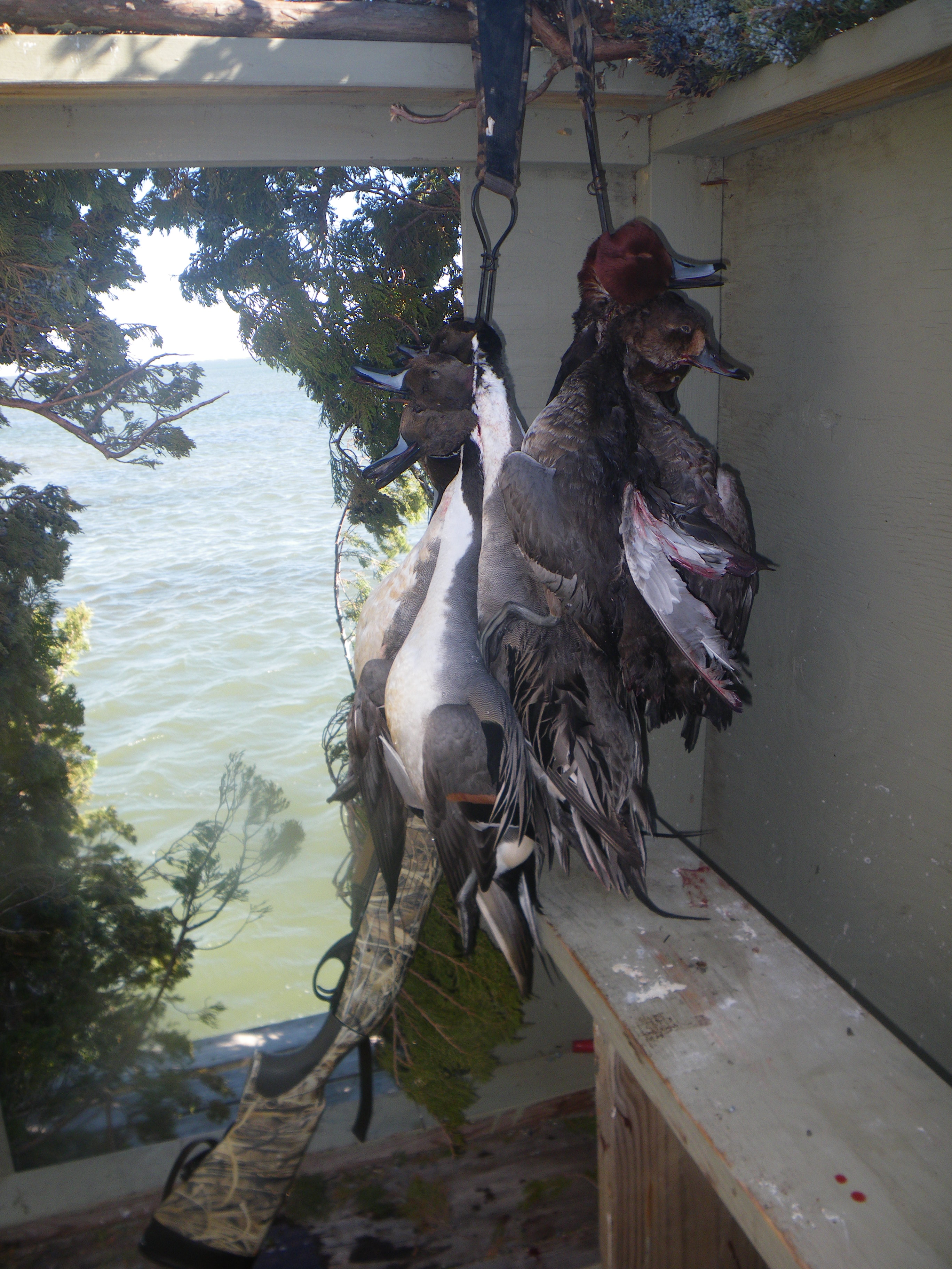 Waterfowl Hunting Finest waterfowl hunting available for Ducks, Geese, and Tundra Swans in
