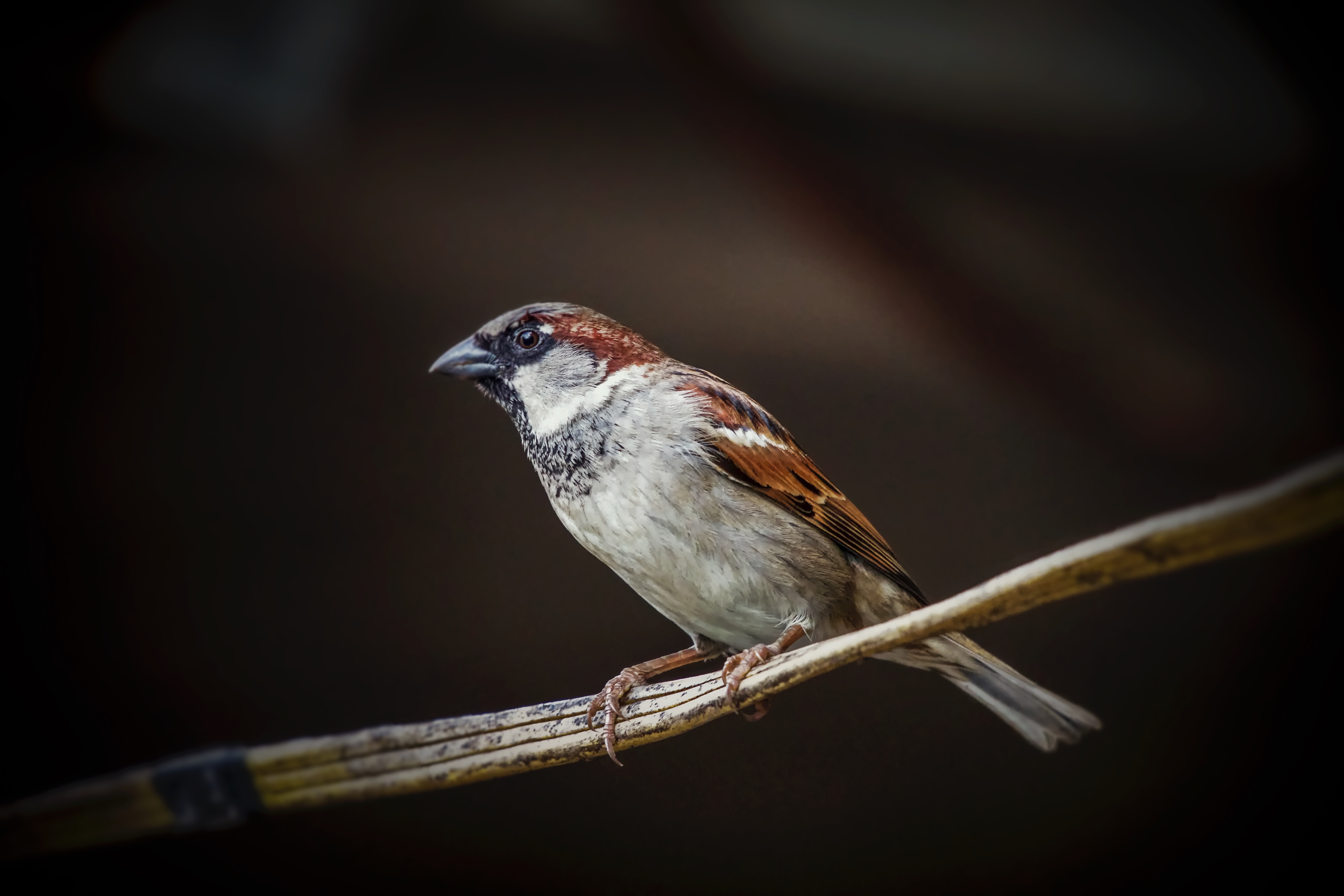 West Nile Virus Infectious Longer in Birds Exposed to Artificial Light