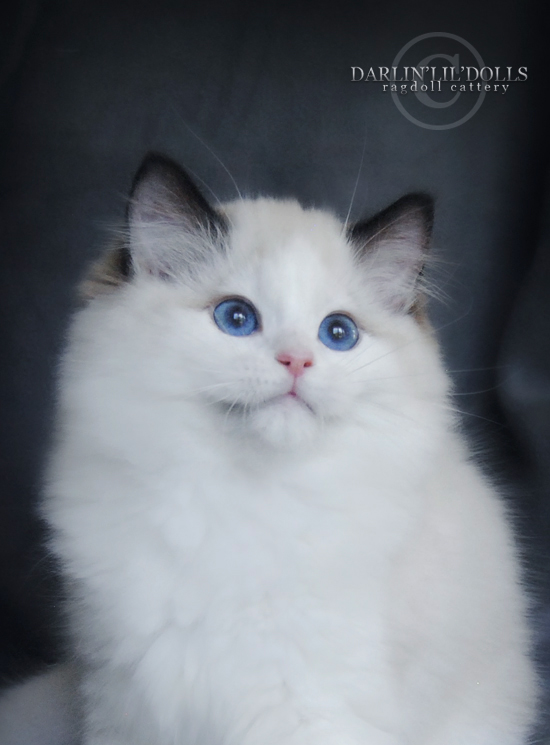 DARLIN'LIL'DOLLS. RAGDOLL KITTEN BREEDER. ONTARIO.