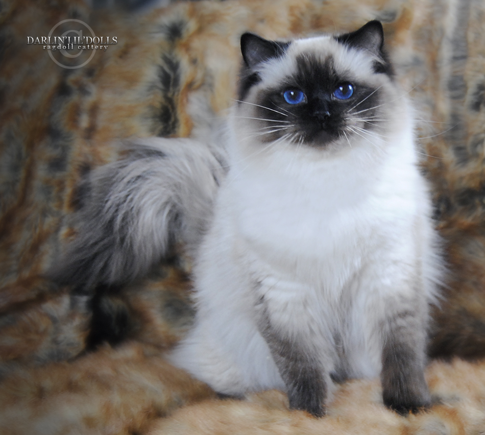 DARLIN'LIL'DOLLS. RAGDOLL KITTEN BREEDER. ONTARIO.