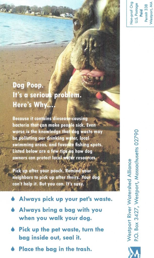 Can You Get Sick From Picking Up Dog Poop