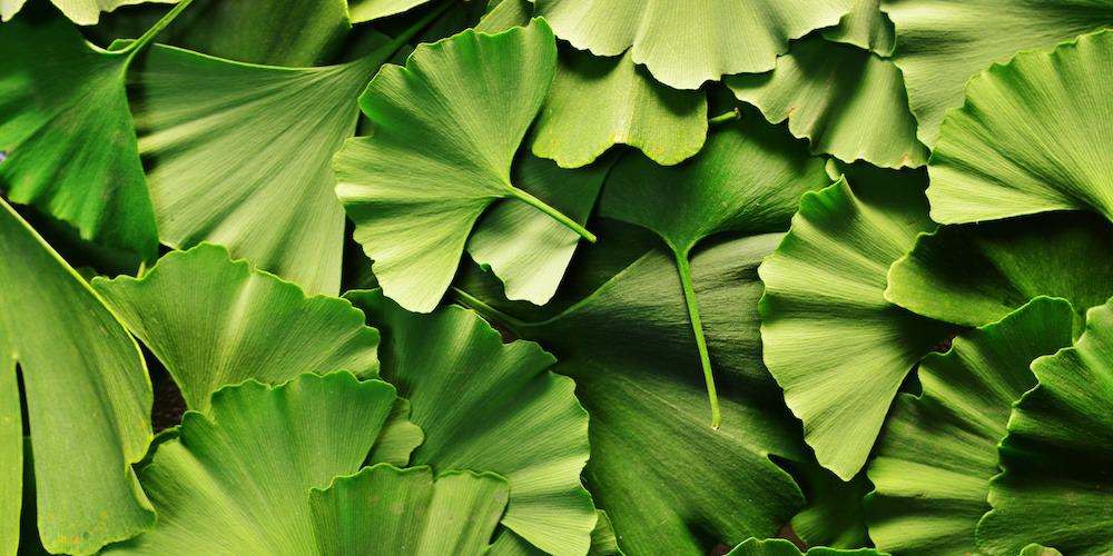 Ginkgo biloba, l’arbre bon pour la tête : Bienfaits, Posologie, Danger