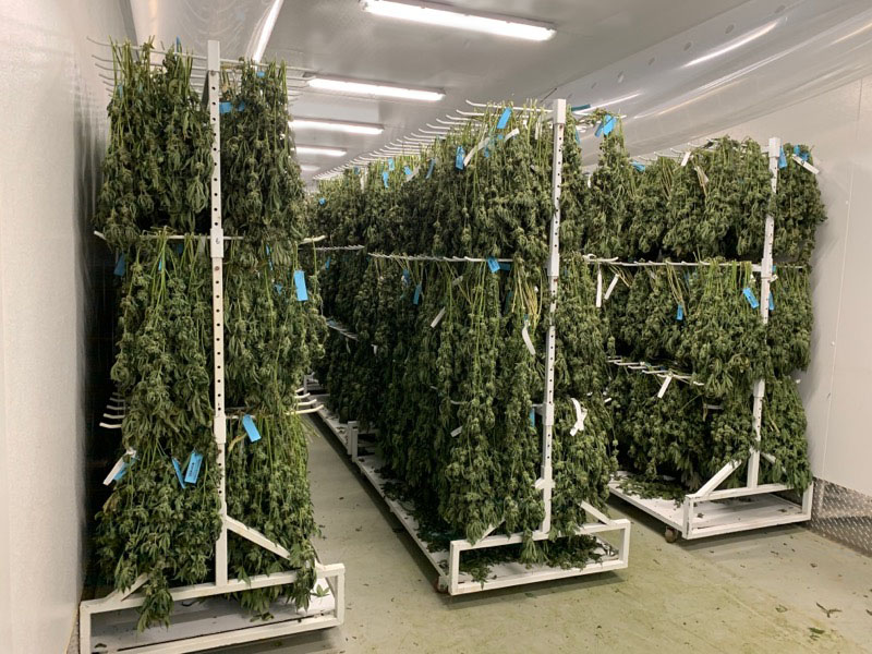 Cannabis Drying and Curing Rooms Darwin Chambers WalkIn Drying Rooms