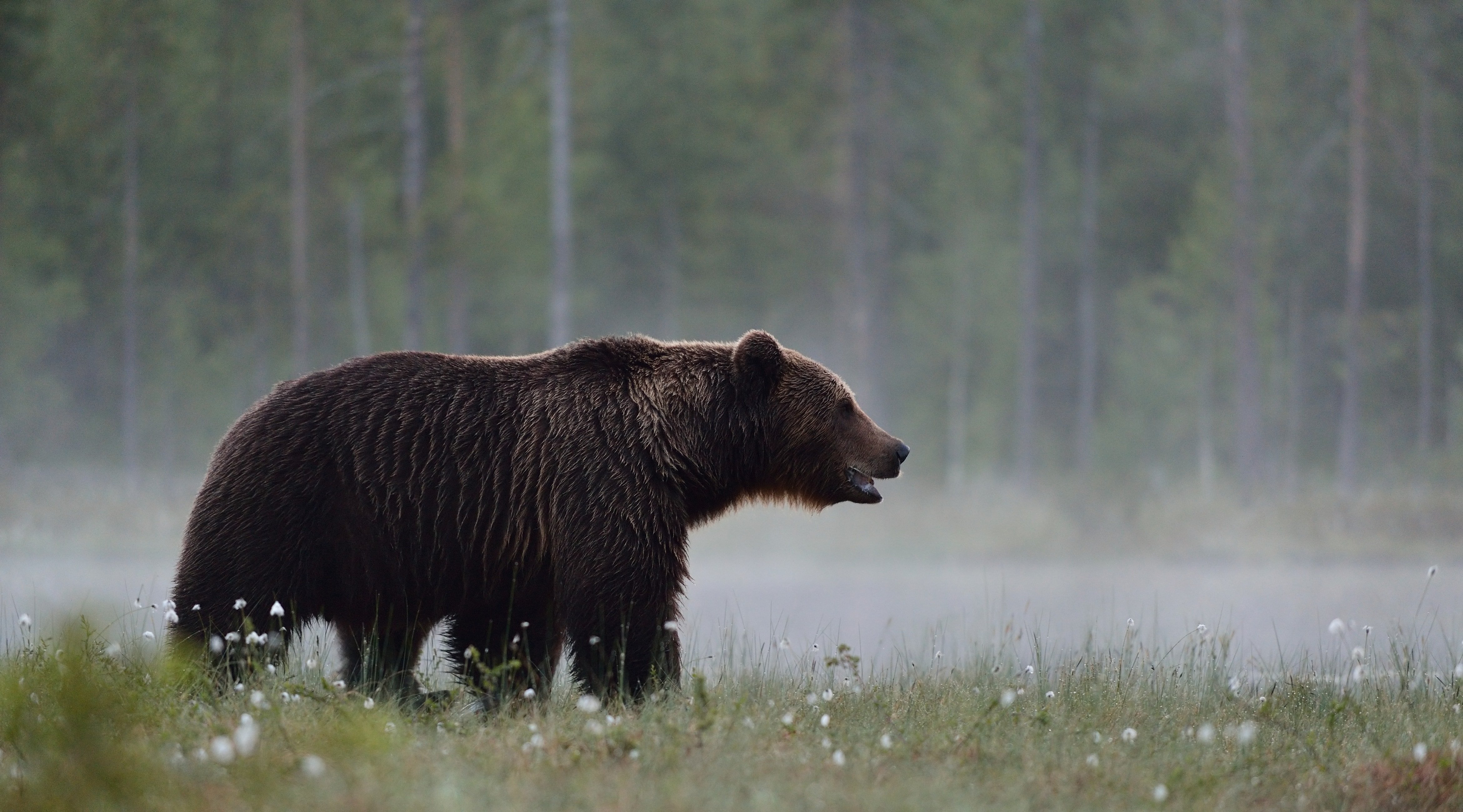 Braunbär Alles über das beeindruckende Raubtier DasTierlexikon.de