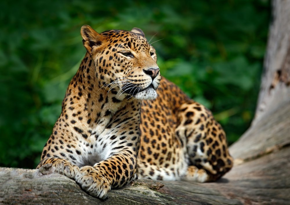 Leopard Die Großkatze mit dem auffälligen Muster DasTierlexikon.de