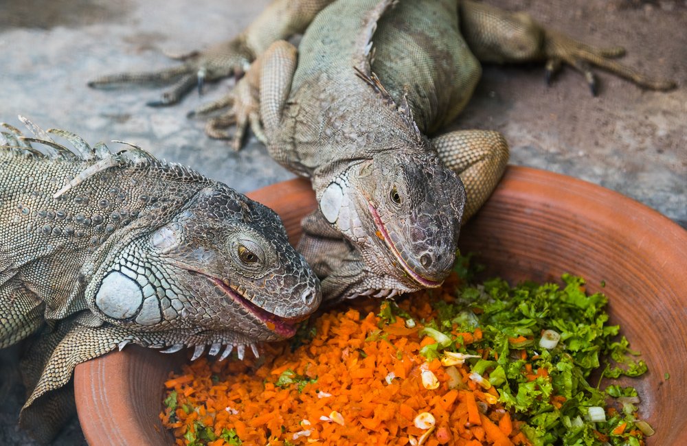Leguan Alles zu Herkunft, Haltung und Pflege das