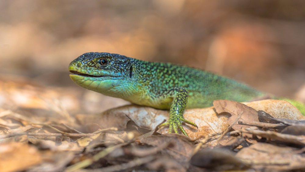 Reptilien Fotos und Informationen zu der bunten Welt der