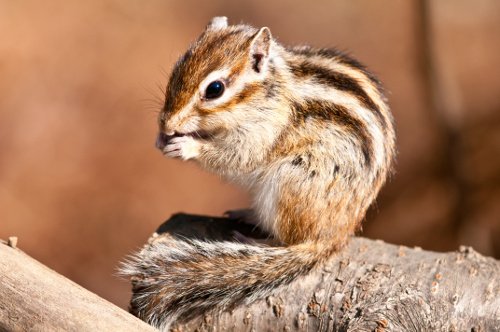Nagetiere Fotos und Informationen rund um große und kleine Nagetiere
