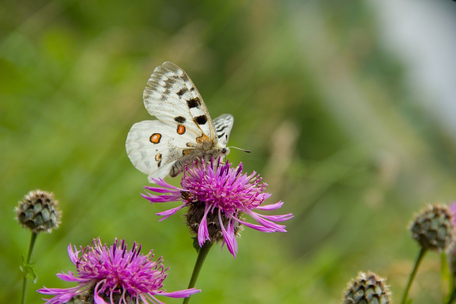 Apollofalter Schmetterling mit lichtdurchlässigen Flügeln das
