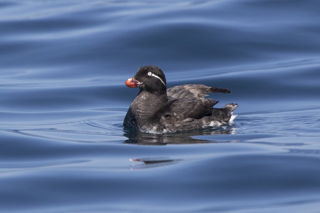 Rotschnabelalk Einzigartiger Wasservogel im Portrait DasTierlexikon.de
