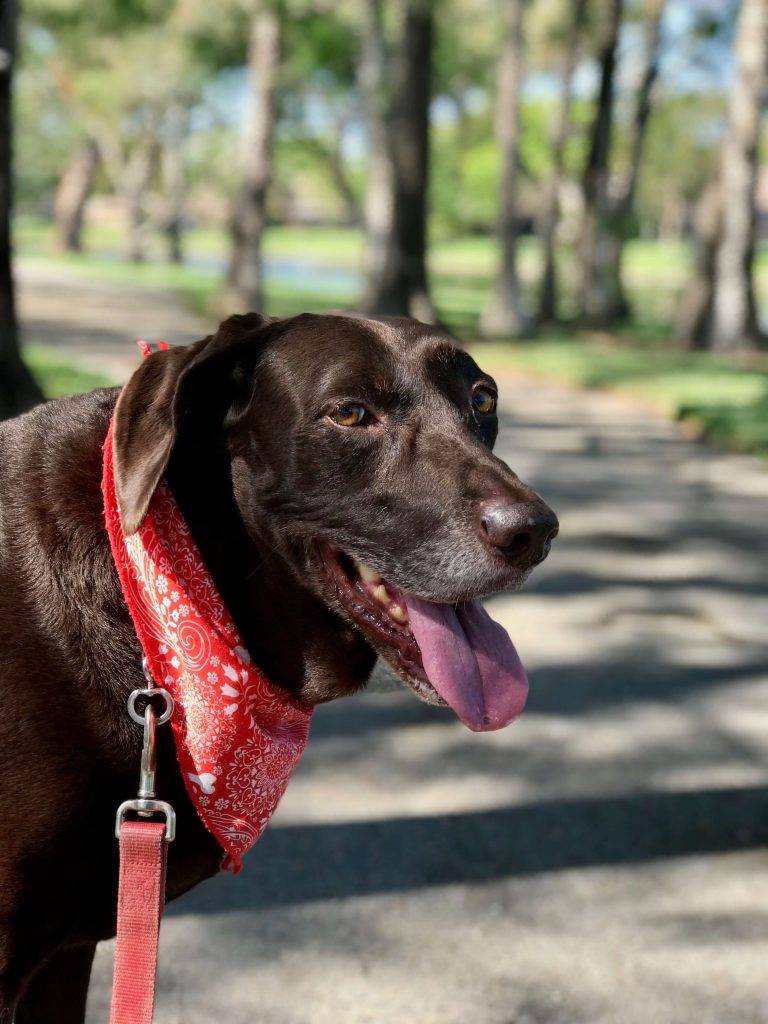 Water Quality and Dogs Dataman Group Direct