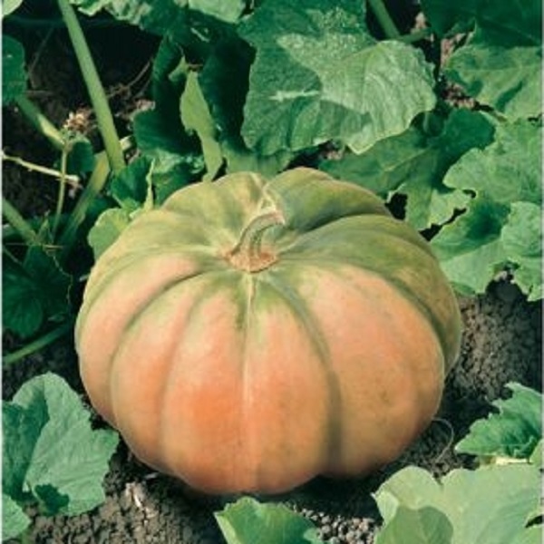 Cucurbita moschata DATASEM
