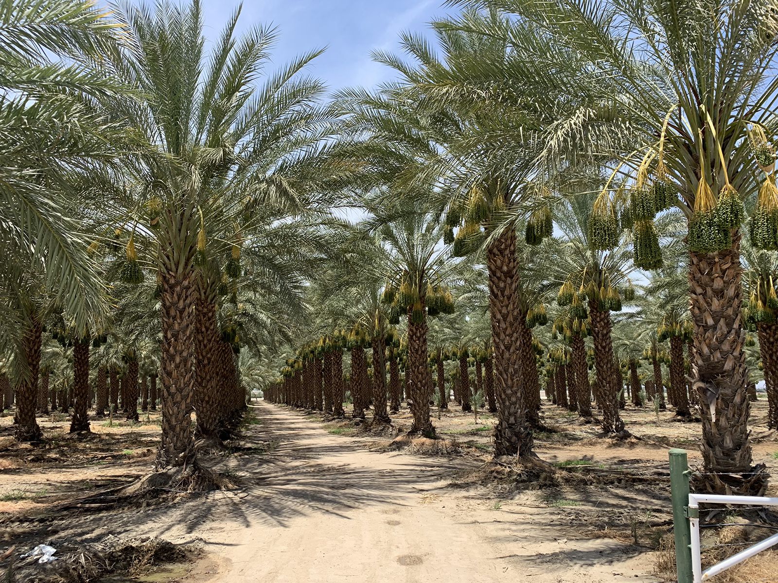 Desert Pacific Properties, Coachella Valley Date Ranches for Sale