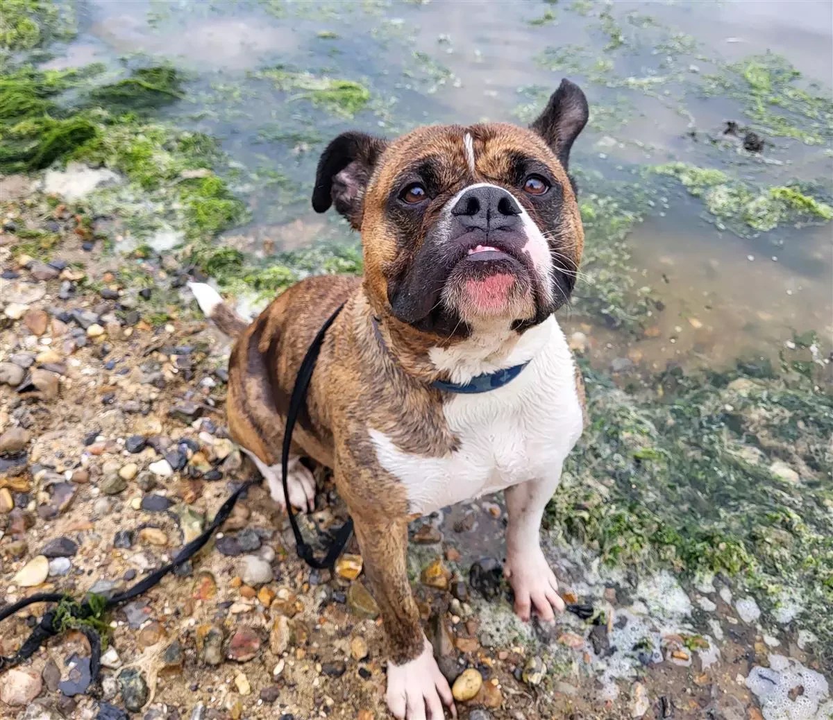 Give the dog a home These 7 Suffolk dogs are looking for new owners