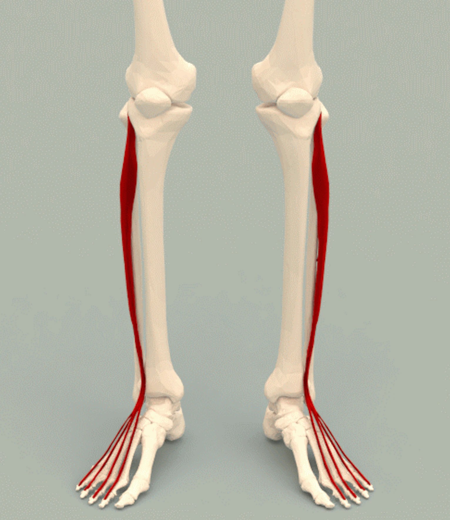 Extensor Hallucis Longus Muscle